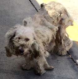 matted dog